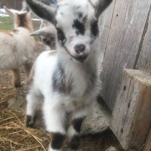 My Instagram join_my_animals_life lol